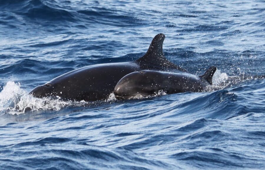 From Funchal: Whales and Dolphin Adventure Tour - Price and value at $58