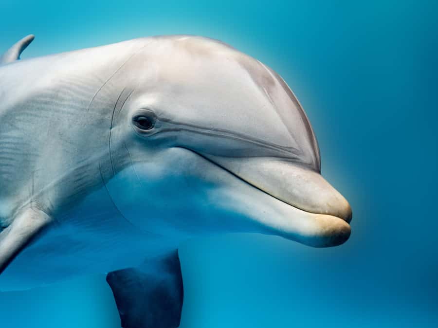 From Hurghada: Hula Hula Island Speedboat Tour with Dolphins - A fast start from Hurghada to the open Red Sea