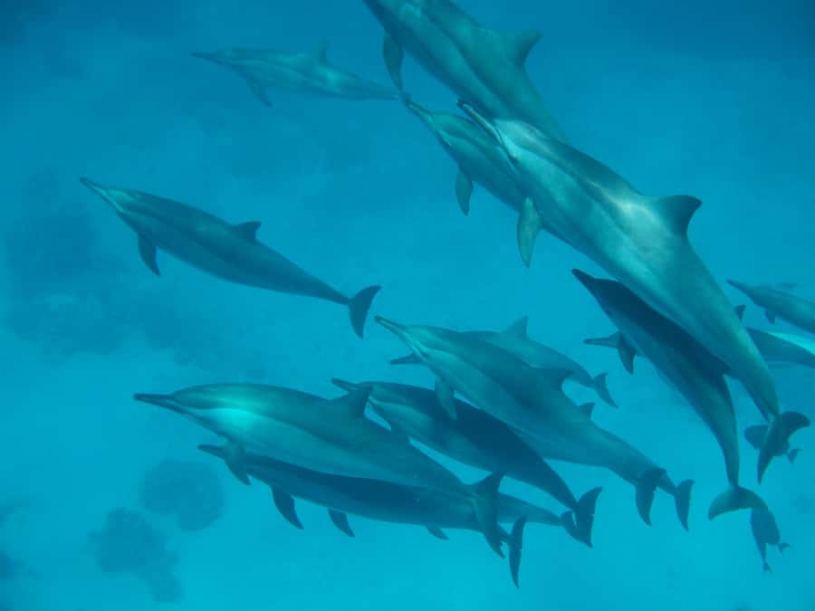 From Hurghada: Paradise Island Speedboat Tour with Dolphins - Key points to know before booking