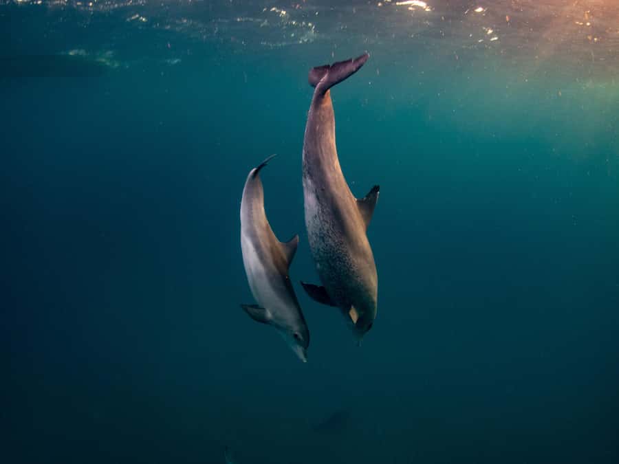 From Hurghada: Paradise Island Speedboat Tour with Dolphins - Speeding out from Hurghada into the Red Sea