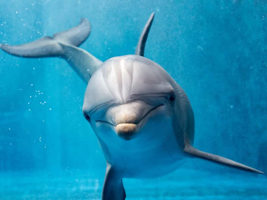 From Hurghada: Paradise Island Speedboat Tour with Dolphins - Snorkeling above Red Sea coral reefs