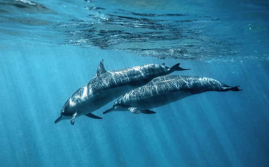 From Hurghada: Paradise Island Speedboat Tour with Dolphins - Shared five-hour trip or private seven-hour outing?