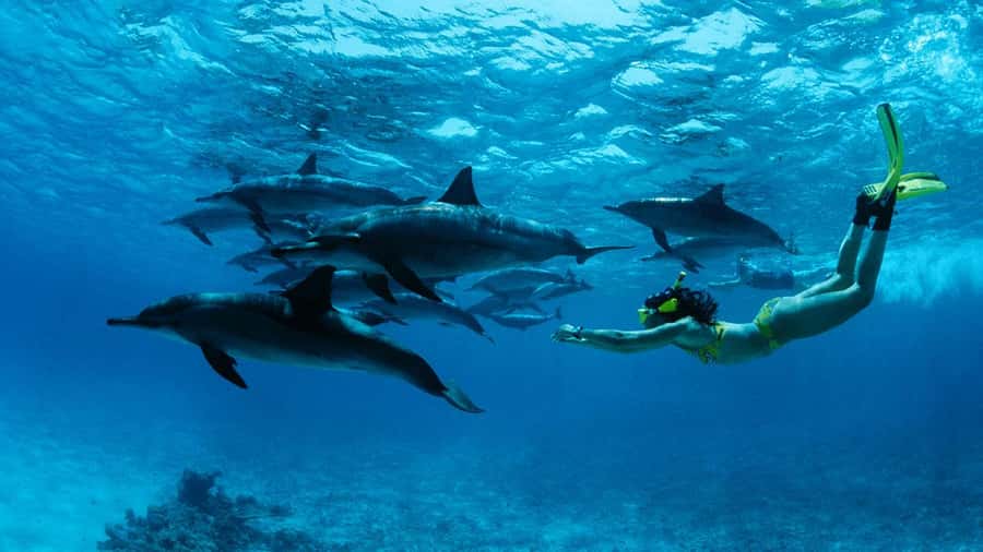 From Kendwa: Mnemba Boat Trip and Dolphin Snorkel Adventure - Key points before you book
