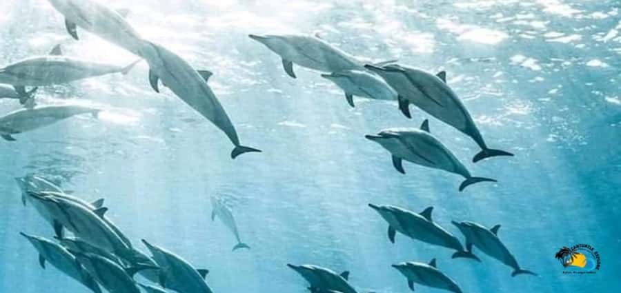 From Kendwa/Nungwi: Mnemba Dolphins with Snorkel Tour - Setting out from Kendwa or Nungwi