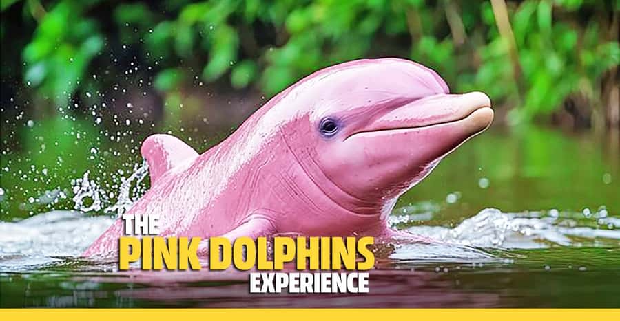 From Koh Samui: Pink Dolphin Boat Tour to Khanom with Lunch - Looking for Khanom’s pink dolphins