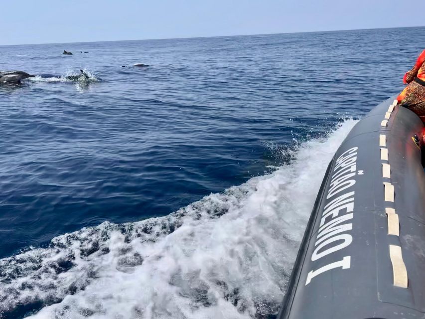 From Lagoa: Dolphins & Ponta da Piedade with biologist guide - Searching the Atlantic for dolphins