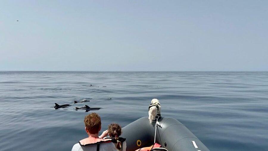From Lagoa: Dolphins & Ponta da Piedade with biologist guide - Sea conditions and the real drawbacks