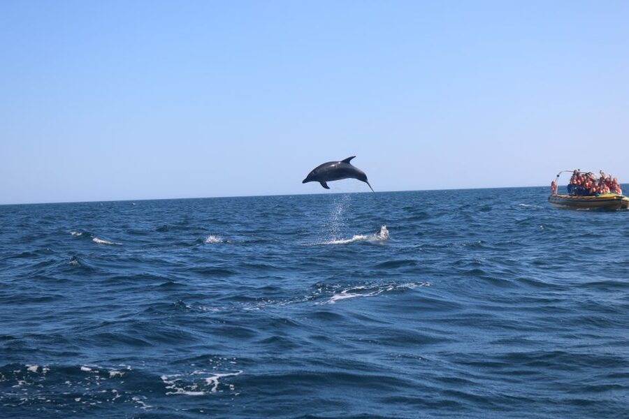 From Lagoa: Dolphins & Ponta da Piedade with biologist guide - The safety briefing and the boat