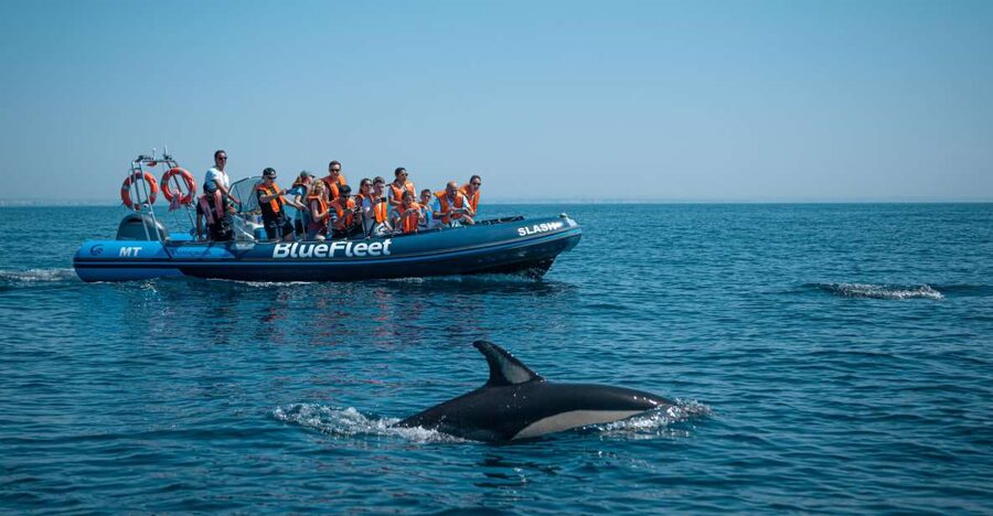 From Lagos: Dolphin Watching Boat Trip w/Marine Biologists - Key points before you book