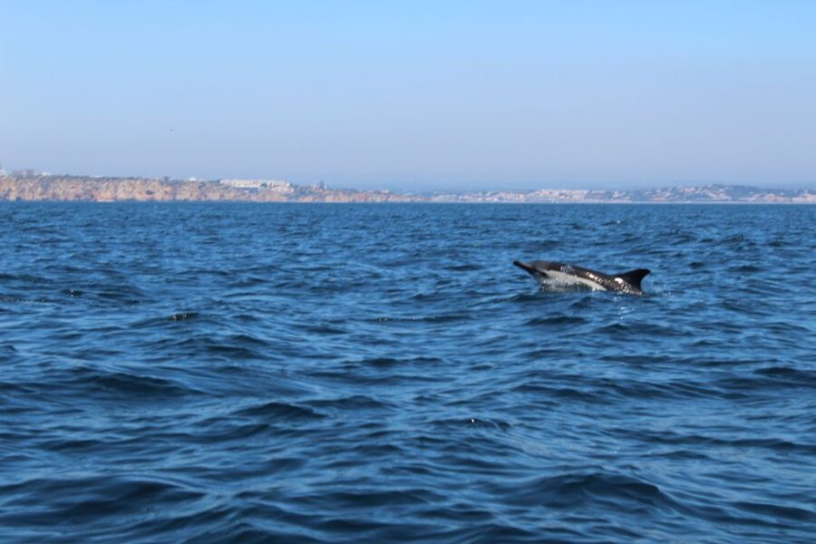 From Lagos: Dolphin Watching Boat Trip w/Marine Biologists - When should you book?