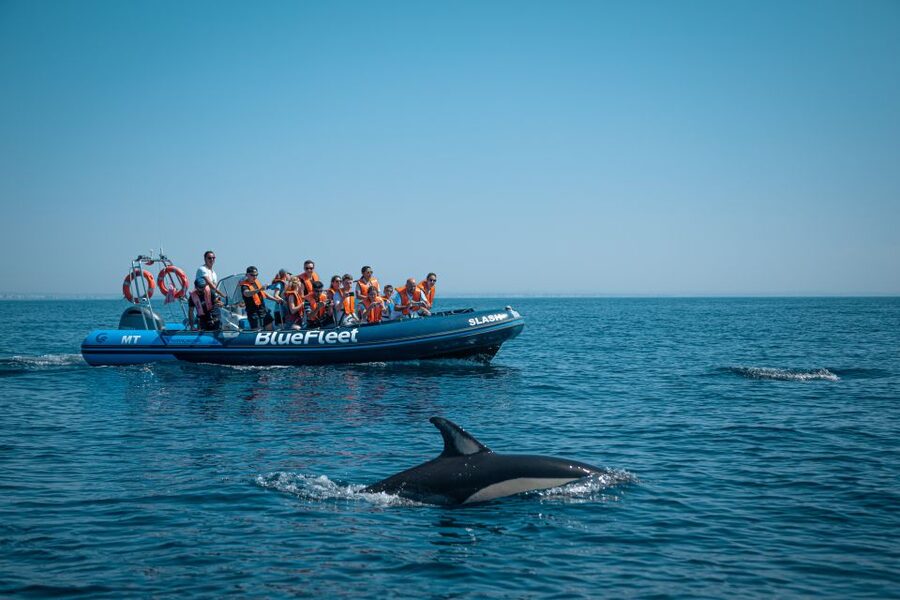 From Lagos: Dolphin Watching Boat Trip w/Marine Biologists - A short Atlantic search from Lagos