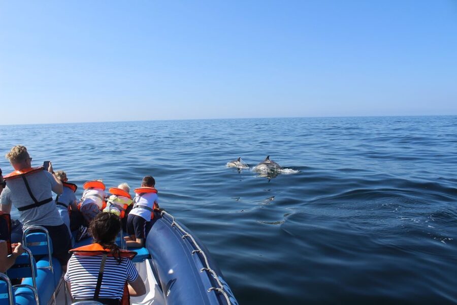 From Lagos: Dolphin Watching Boat Trip w/Marine Biologists - Searching for common dolphins in the Atlantic