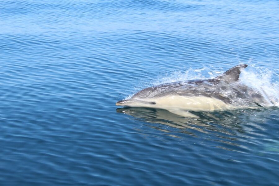 From Lagos: Dolphin Watching Boat Trip w/Marine Biologists - Marine biology without a classroom
