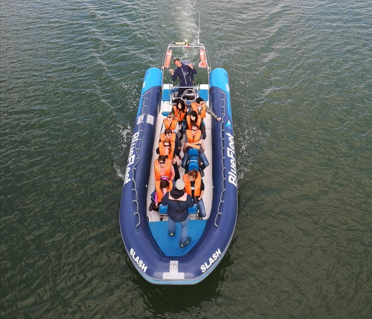 From Lagos: Dolphin Watching Boat Trip w/Marine Biologists - Responsible viewing is part of the appeal