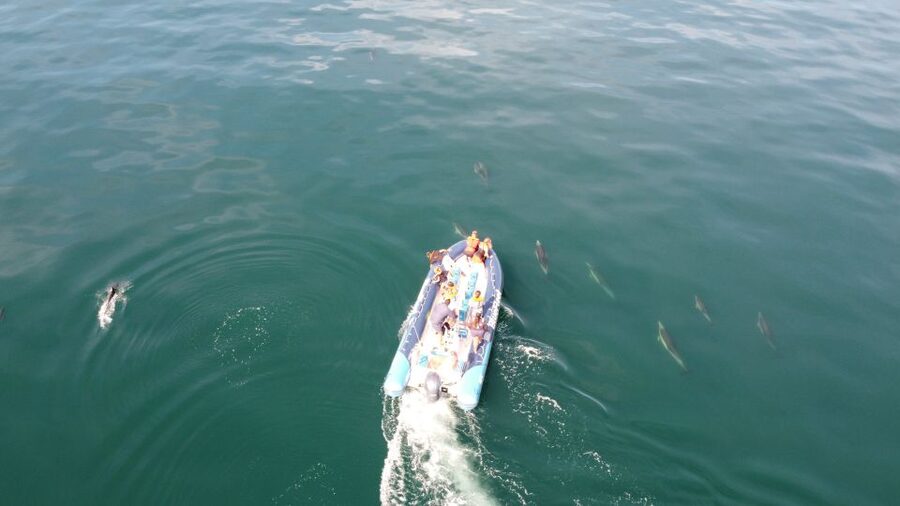 From Lagos: Dolphin Watching Boat Trip w/Marine Biologists - A possible bonus along the coast