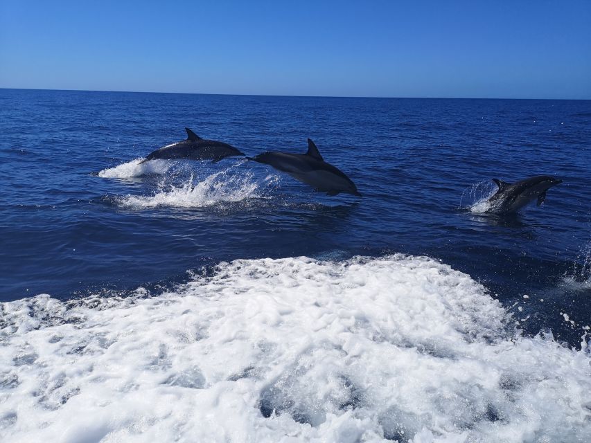 From Lagos: Dolphin Watching Boat Trip w/Marine Biologists - Is $42 a fair price?