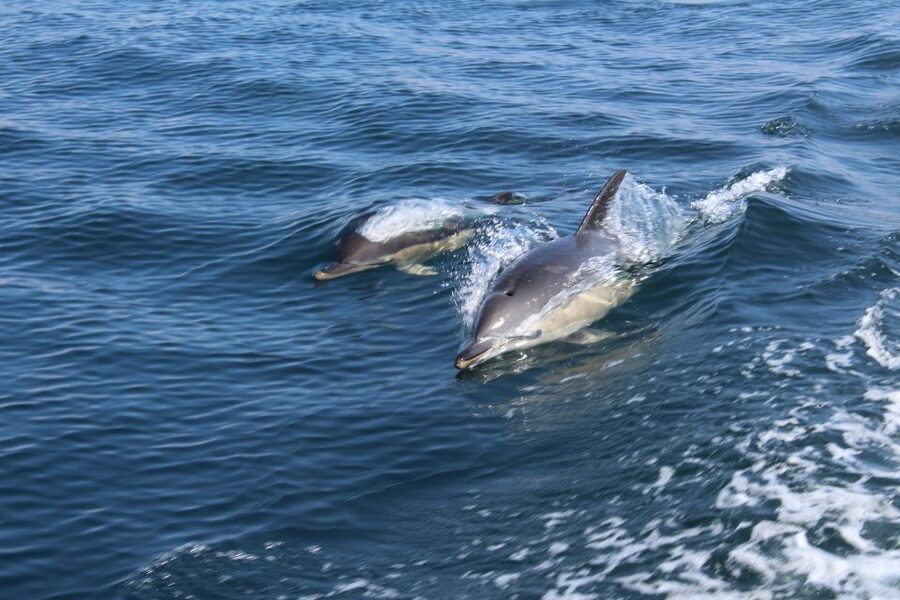 From Lagos: Dolphin Watching Boat Trip w/Marine Biologists - What the RIB ride feels like