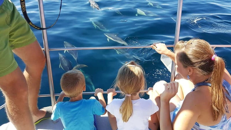 From Lagos: Dolphin Watching Catamaran Cruise - What this Lagos dolphin cruise actually delivers
