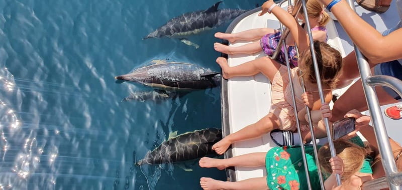 From Lagos: Dolphin Watching Catamaran Cruise - Searching for dolphins in open water