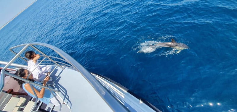 From Lagos: Dolphin Watching Catamaran Cruise - The Algarve coast from the water