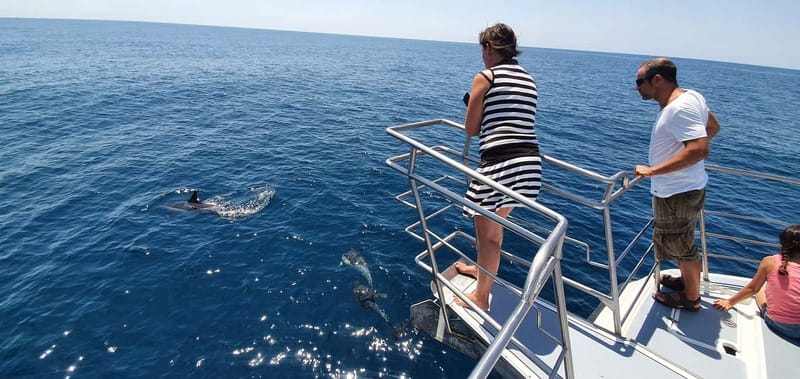 From Lagos: Dolphin Watching Catamaran Cruise - Practical advice for a better seat and better photos