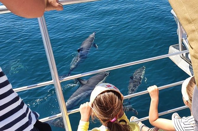 From Lagos: Dolphin Watching Cruise on a Catamaran - What a dolphin encounter looks like