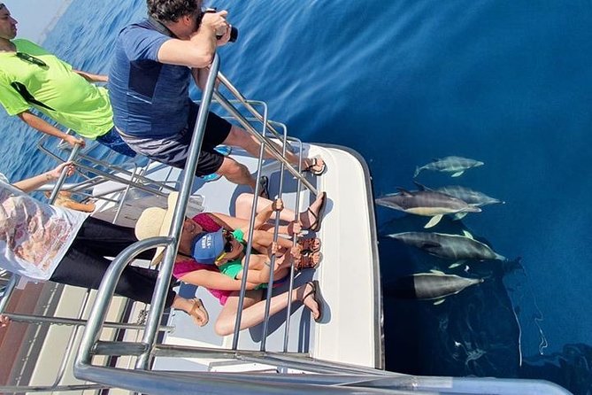 From Lagos: Dolphin Watching Cruise on a Catamaran - Is $48.39 good value?