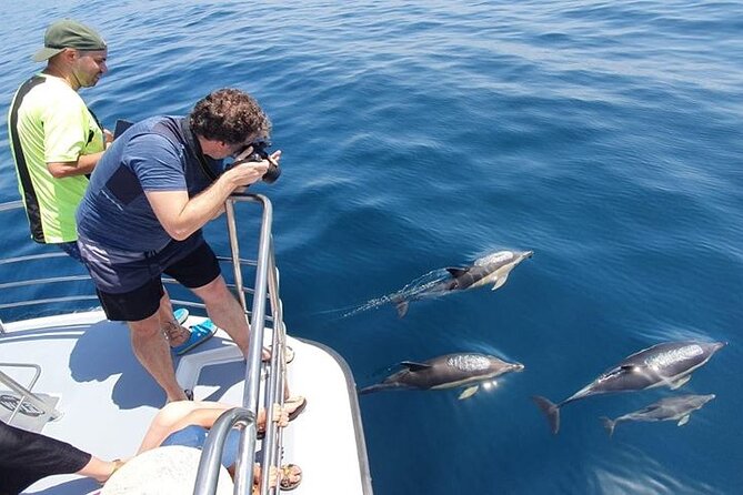 From Lagos: Dolphin Watching Cruise on a Catamaran - Searching for dolphins near Lagos