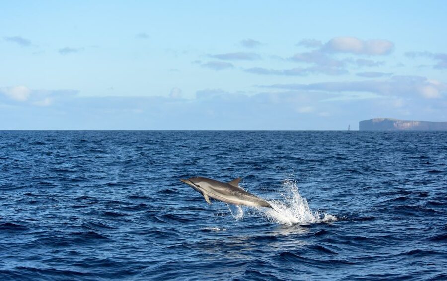From Machico: Madeira Whale and Dolphin Watching Boat Tour - Setting out from Machico Marina
