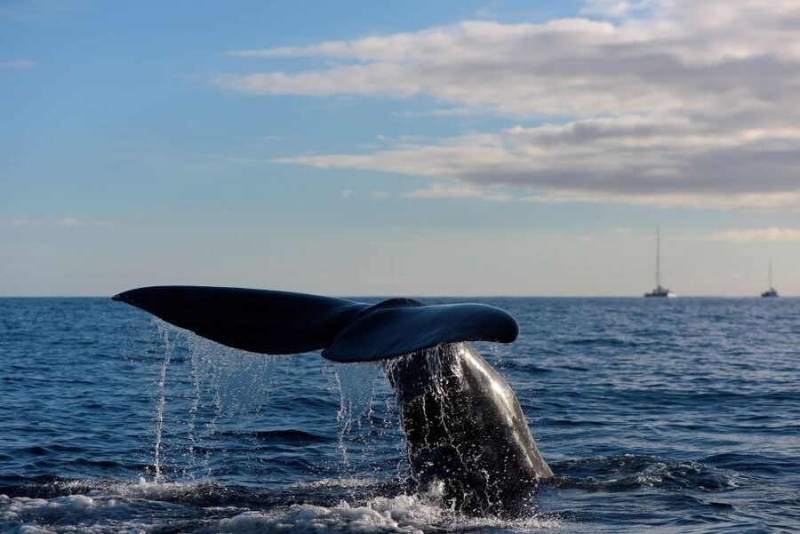 From Machico: Madeira Whale and Dolphin Watching Boat Tour - Why the small boat makes a difference