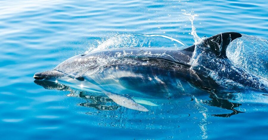 From Malaga: Day trip to Gibraltar and Dolphin Boat Tour - Key points to know before you book