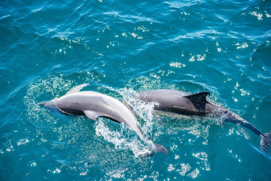 From Malaga: Day trip to Gibraltar and Dolphin Boat Tour - Practical ways to make the day better