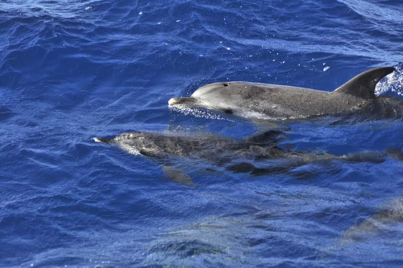 From Morro Jable: Dolphin and Whale Watching and Snorkelling - Key points before you book