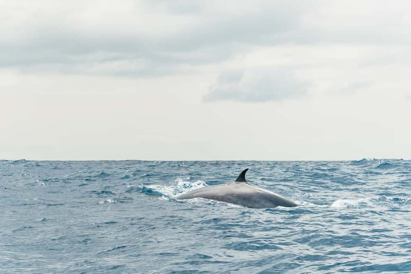 From Morro Jable: Dolphin and Whale Watching and Snorkelling - Should you book the Morro Jable speedboat tour?