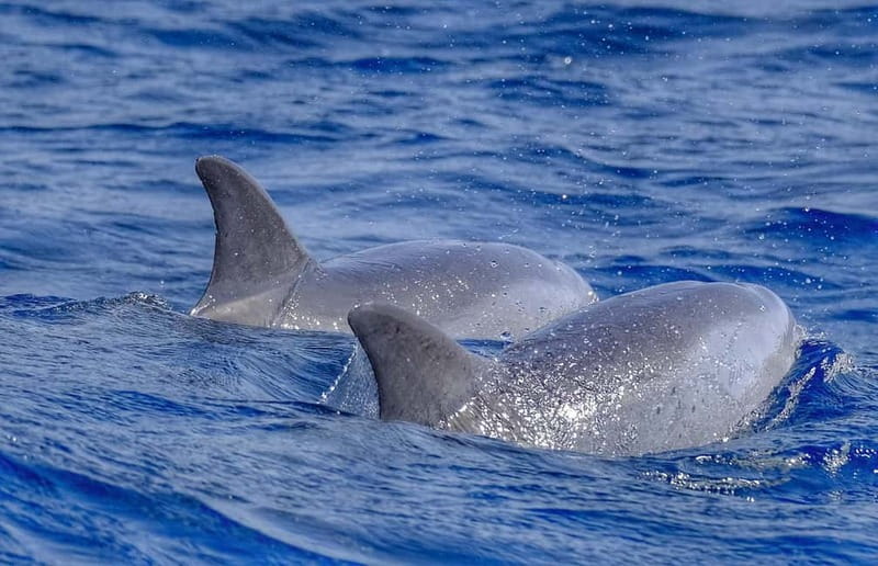 From Morro Jable: Dolphin and Whale Watching and Snorkelling - A fast start from Morro Jable port