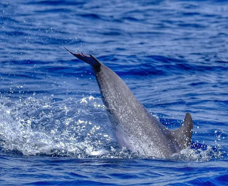 From Morro Jable: Dolphin and Whale Watching and Snorkelling - The 30-minute snorkeling stop