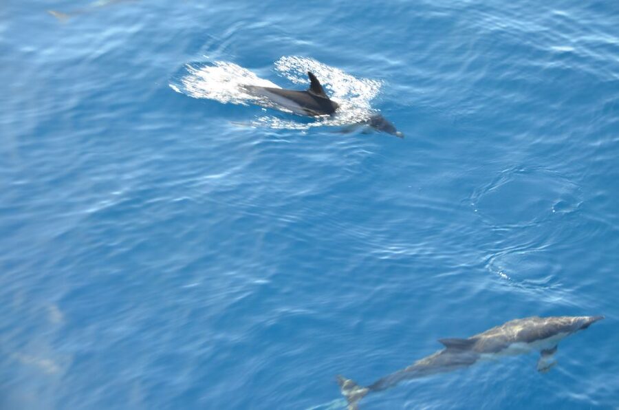 From Morro Jable: Dolphin and Whale Watching and Snorkelling - Is $61 a fair price?