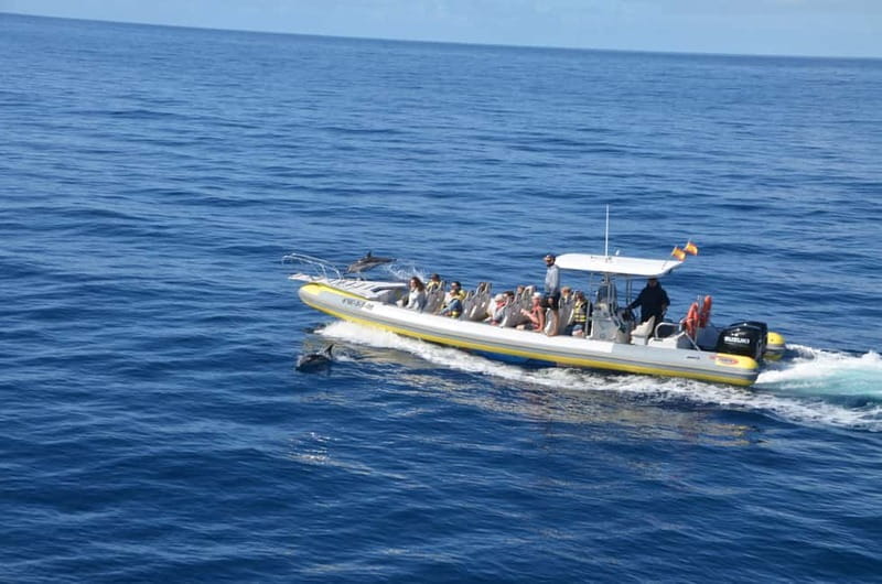 From Morro Jable: Dolphin and Whale Watching and Snorkelling - Who will enjoy this trip most?