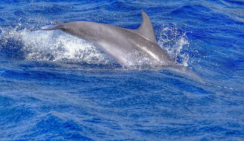 From Morro Jable: Dolphin and Whale Watching and Snorkelling - Practical tips for a better outing