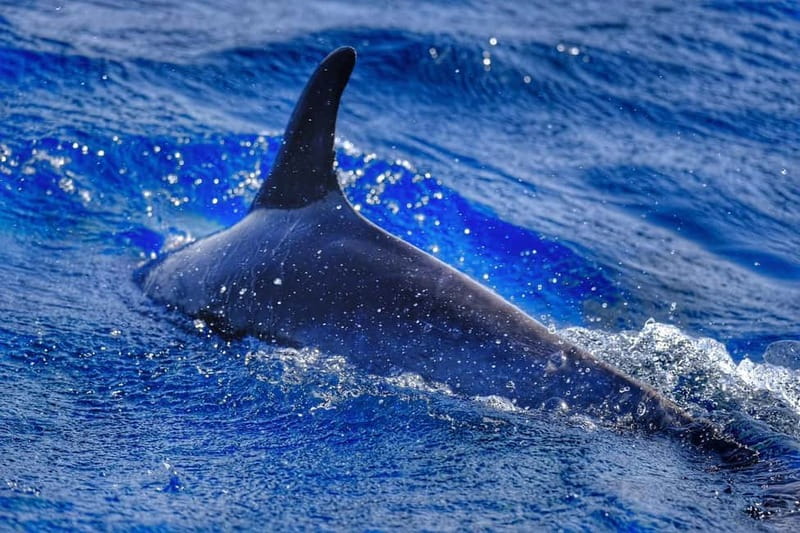 From Morro Jable: Dolphin and Whale Watching and Snorkelling - The speedboat ride is a real part of the attraction