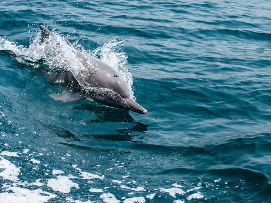 From Muscat: Discover Dolphins Day Trip - Key points to know before you book