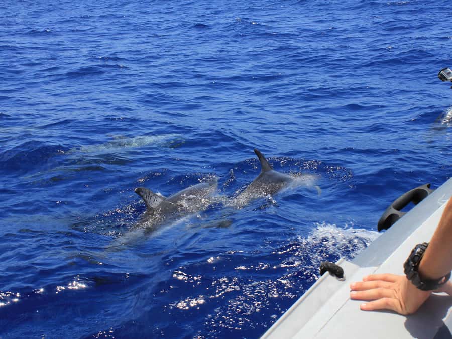 From Muscat: Discover Dolphins Day Trip - Two hours focused on wild dolphins