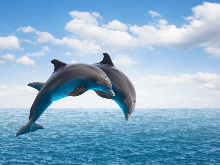 From Muscat: Discover Dolphins Day Trip - What you may see from the boat