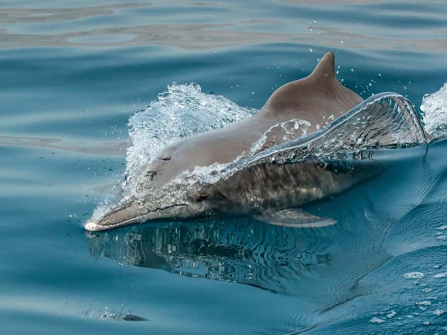 From Muscat: Discover Dolphins Day Trip - Is $32 good value?
