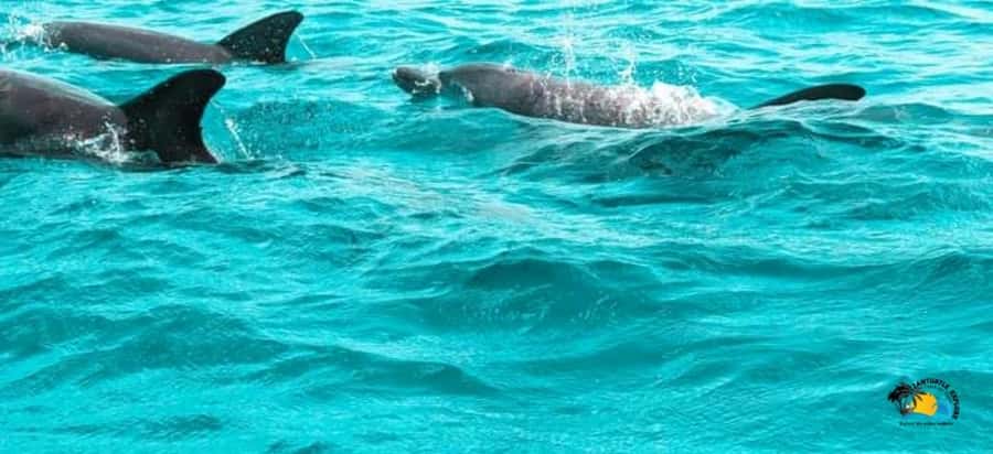 From Nungwi/Kendwa: Mnemba Atoll Starfishes & Dolphins Tour - Key points to know before you book
