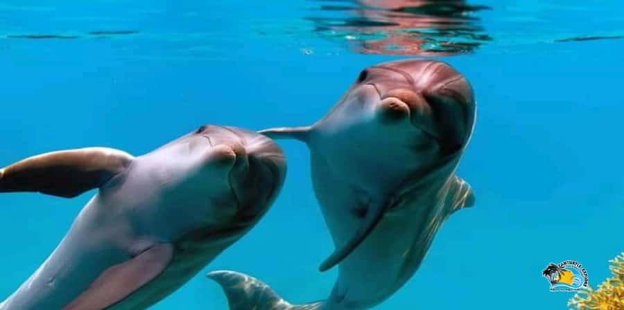 From Nungwi/Kendwa: Mnemba Atoll Starfishes & Dolphins Tour - Mnemba beach depends on the tide