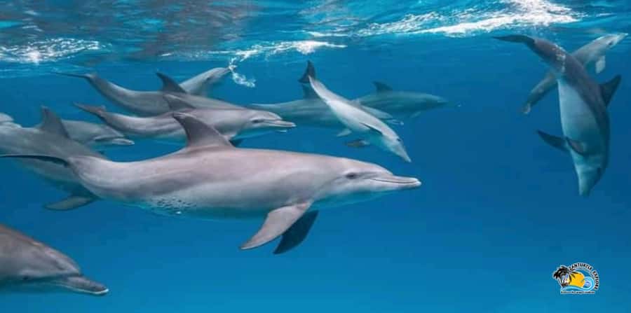 From Nungwi/Kendwa: Mnemba Atoll Starfishes & Dolphins Tour - Guides, languages, and the pace of the day