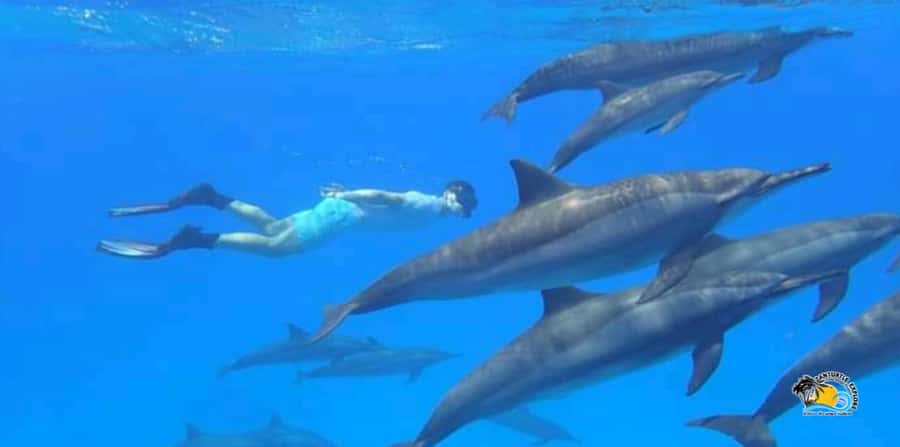 From Nungwi/Kendwa: Mnemba Atoll Starfishes & Dolphins Tour - The dolphin stop, thrilling but not especially quiet