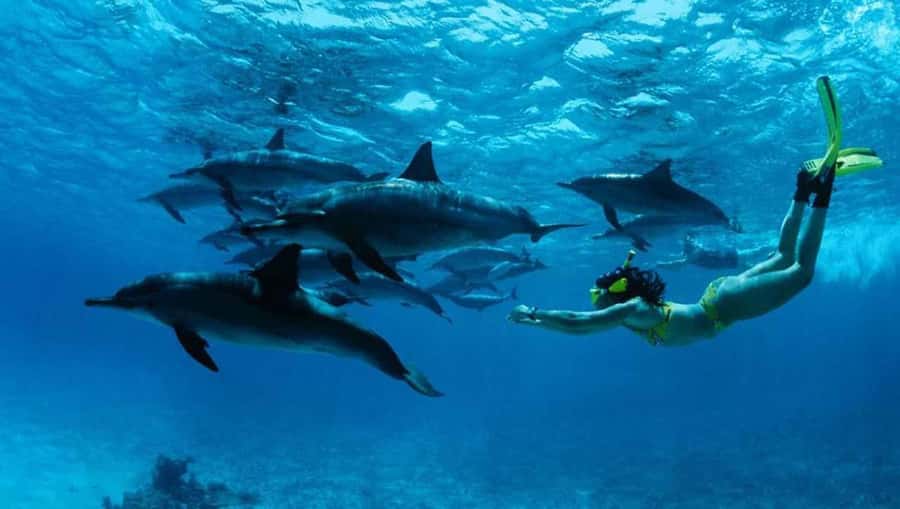 From Nungwi : Mnemba Boat Trip and Dolphin Snorkel Adventure - Quick points to know before booking