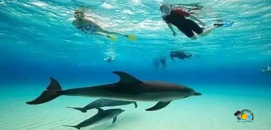 From Nungwi: Mnemba Island Dolphin Watching and Snorkeling - Dolphins first, snorkeling second
